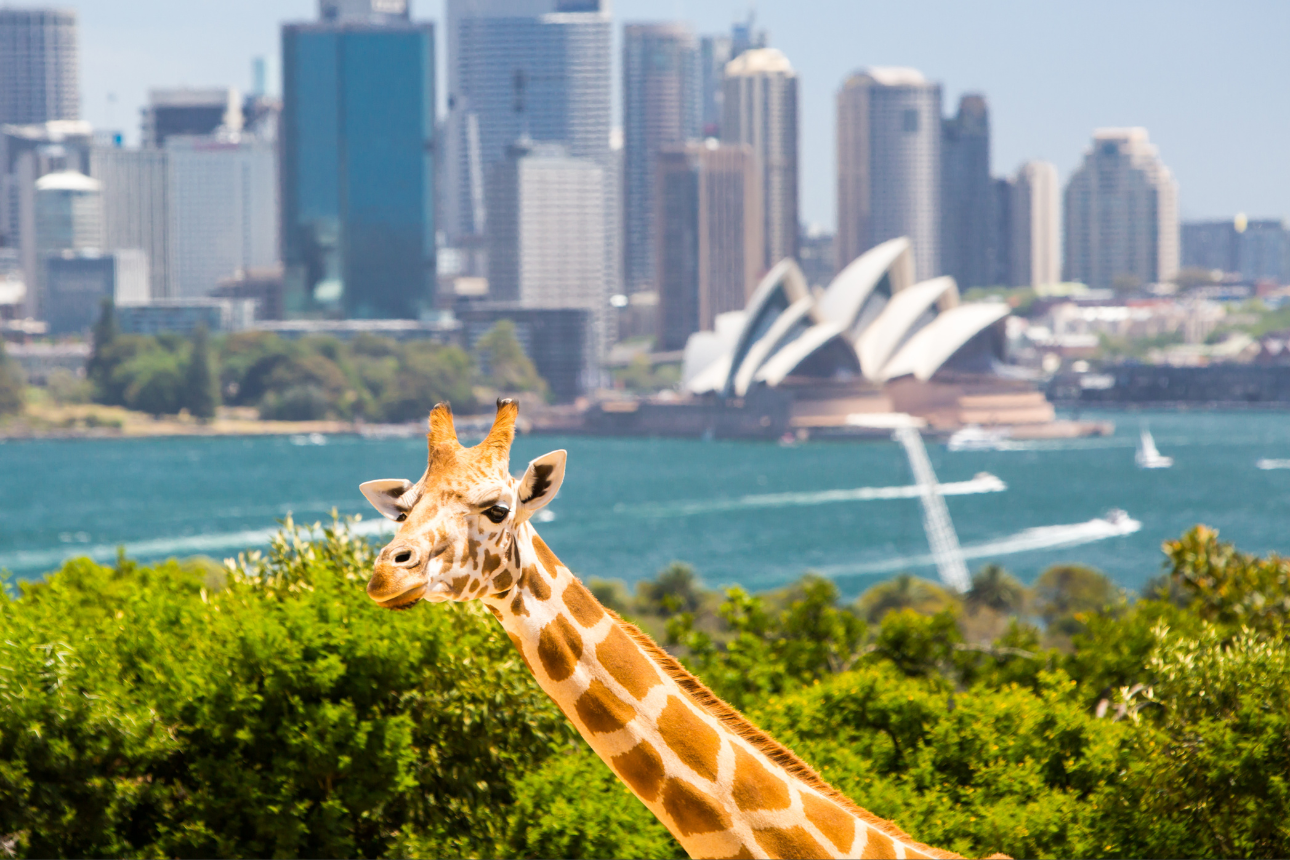 Article behaviour support ndis northern beaches accessible