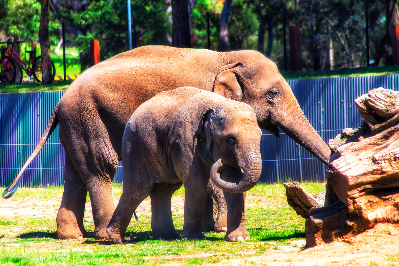 Article positive behaviour support dubbo western plains zoo